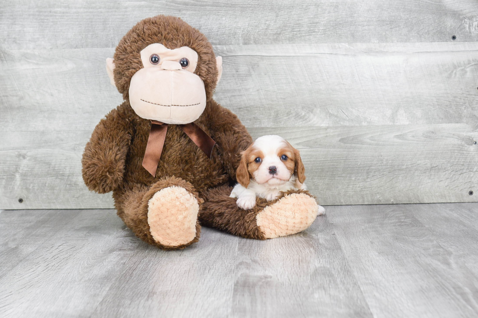 Cavalier King Charles Spaniel Pup Being Cute