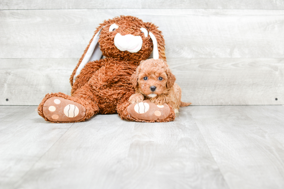 Funny Cavapoo Poodle Mix Pup