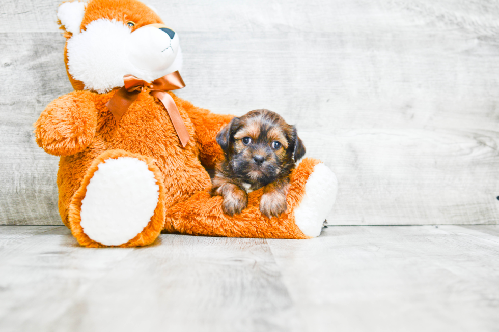 Shorkie Pup Being Cute