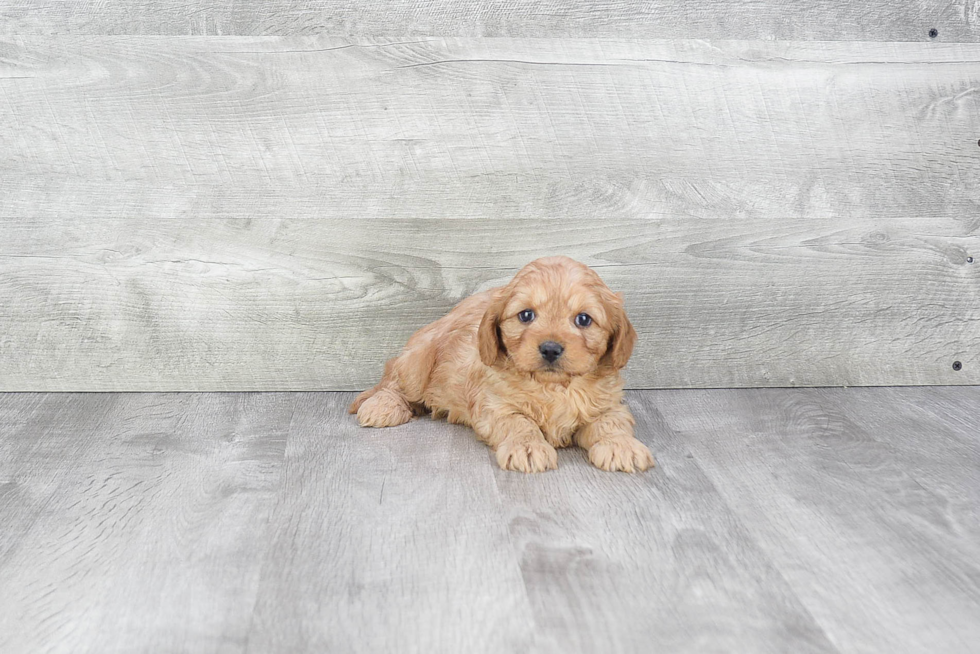 Little Cavoodle Poodle Mix Puppy