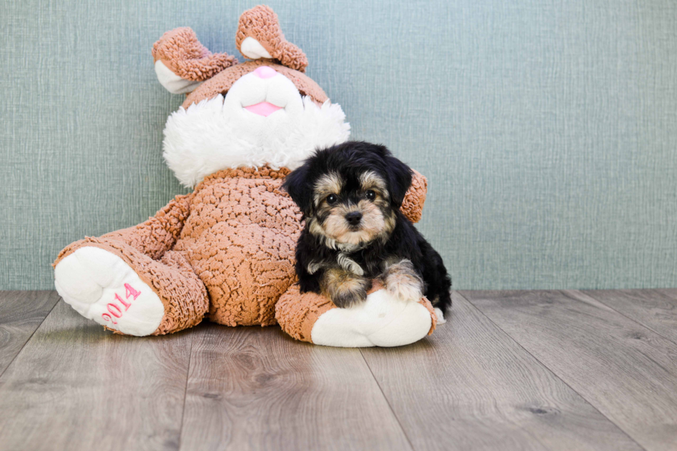 Hypoallergenic Yorkie Designer Puppy