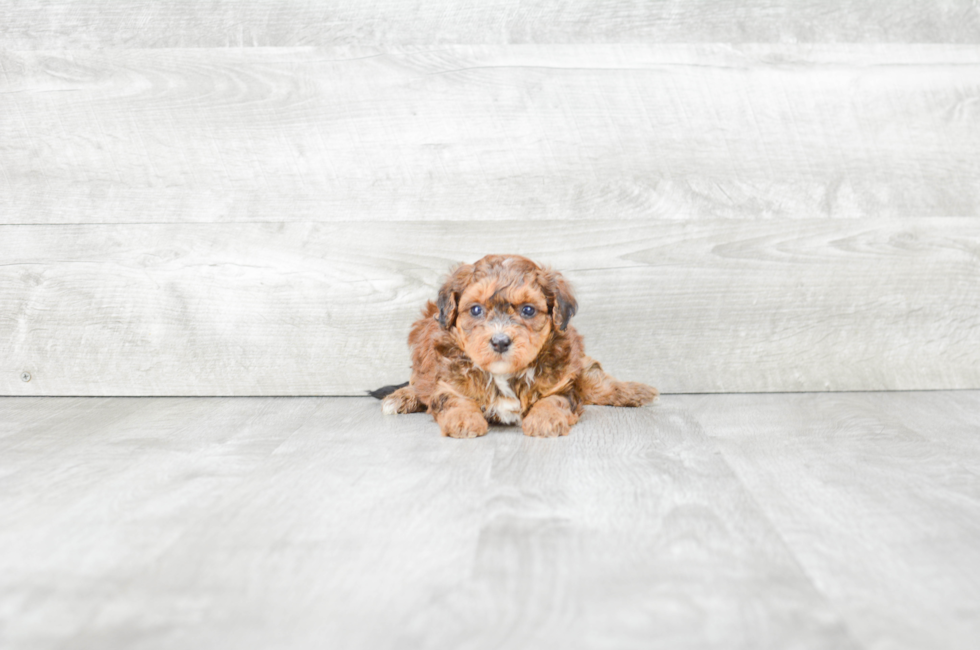 Cute Mini Bernedoodle Baby