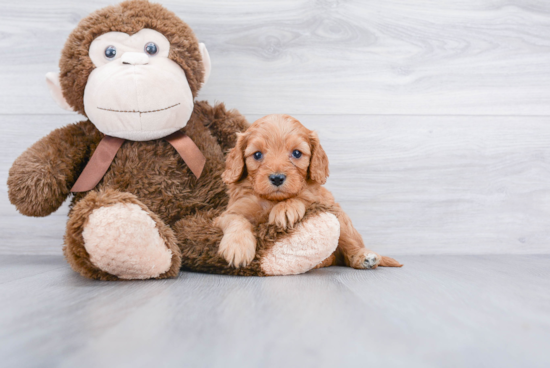 Smart Cavapoo Poodle Mix Pup