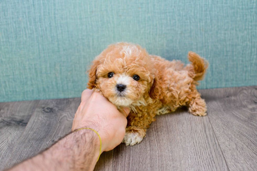 Energetic Cavoodle Poodle Mix Puppy