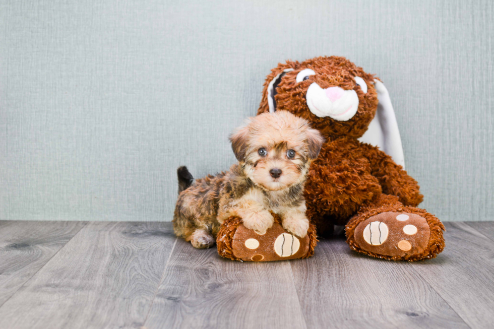 Small Havanese Baby