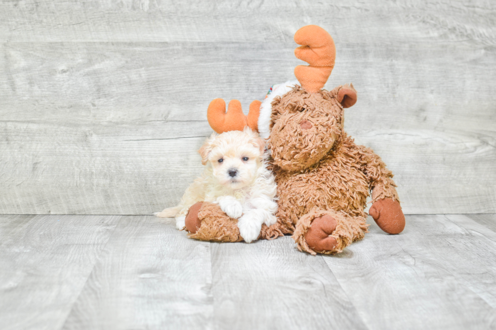 Cute Maltipoo Baby