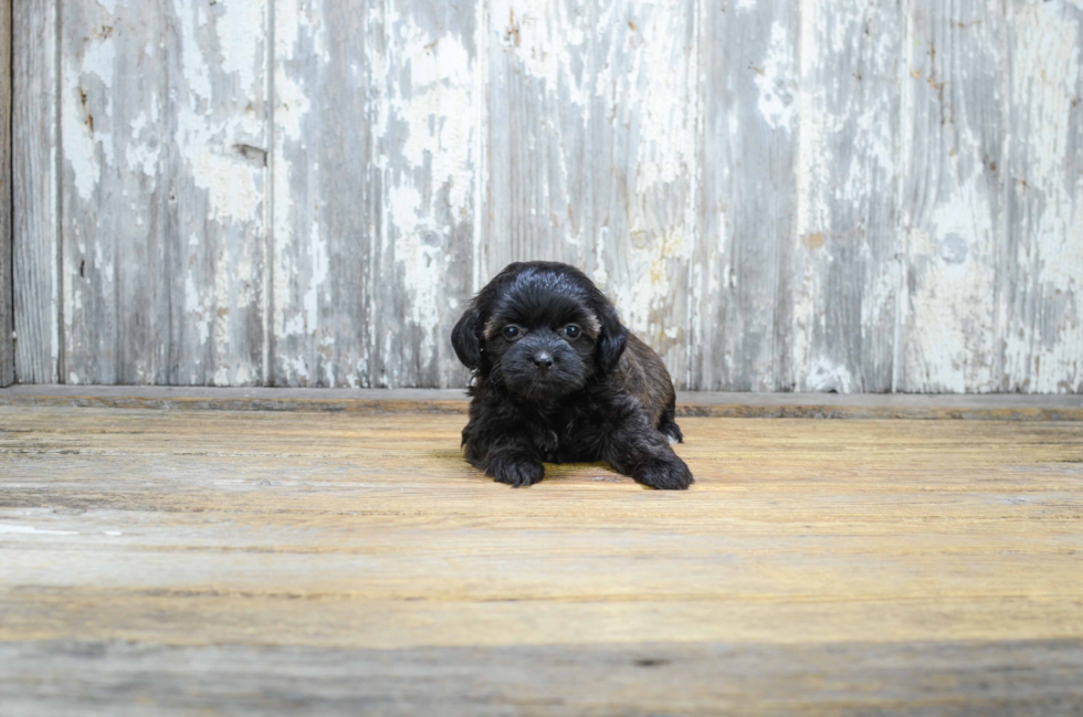 Teddy Bear Pup Being Cute