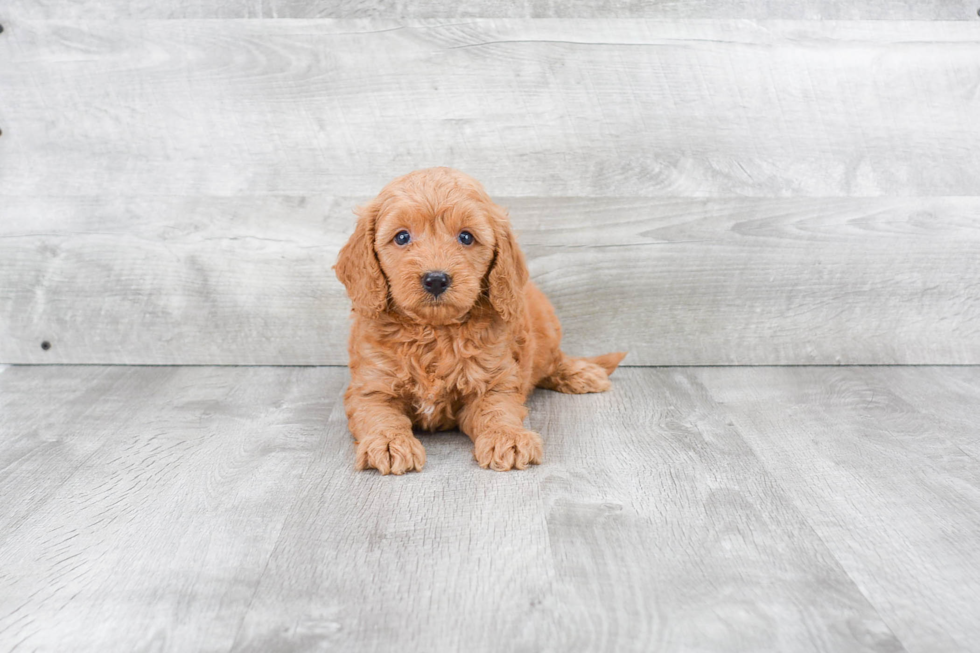 Smart Mini Goldendoodle Poodle Mix Pup