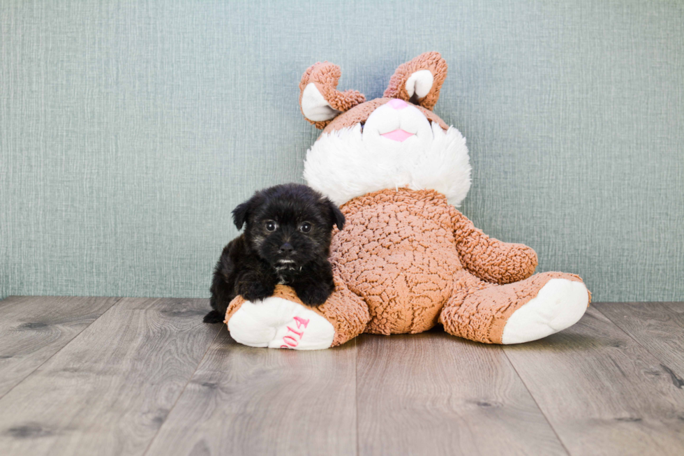 Morkie Puppy for Adoption