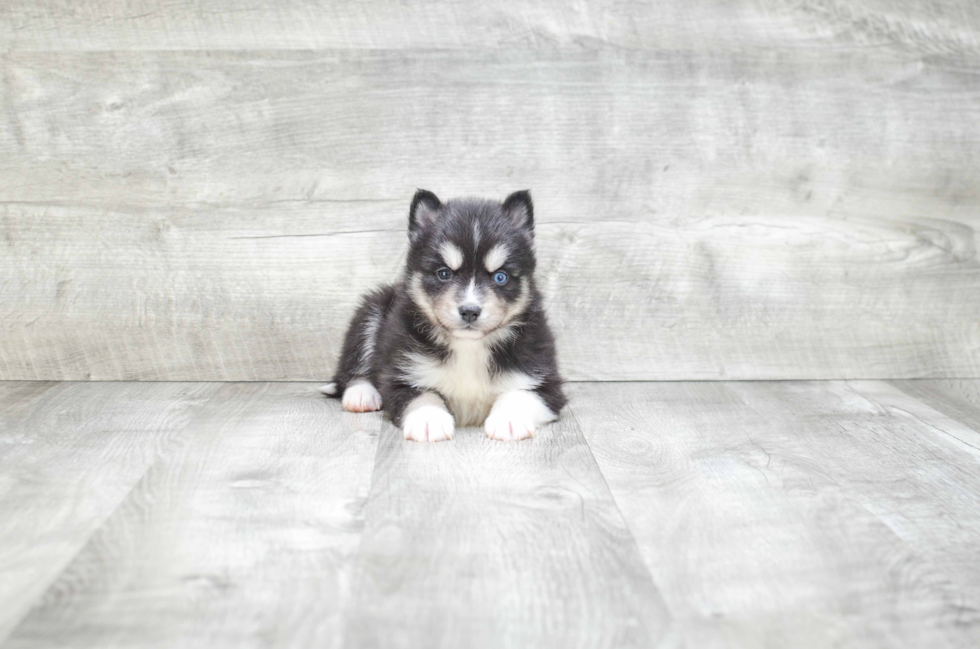 Best Pomsky Baby