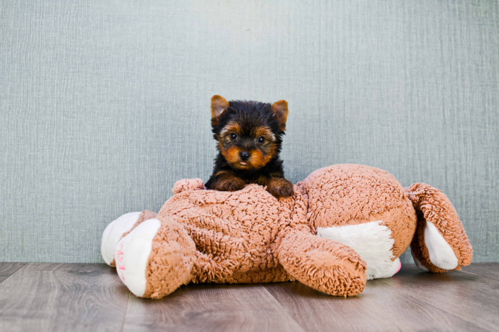 Meet Nugget - our Yorkshire Terrier Puppy Photo 