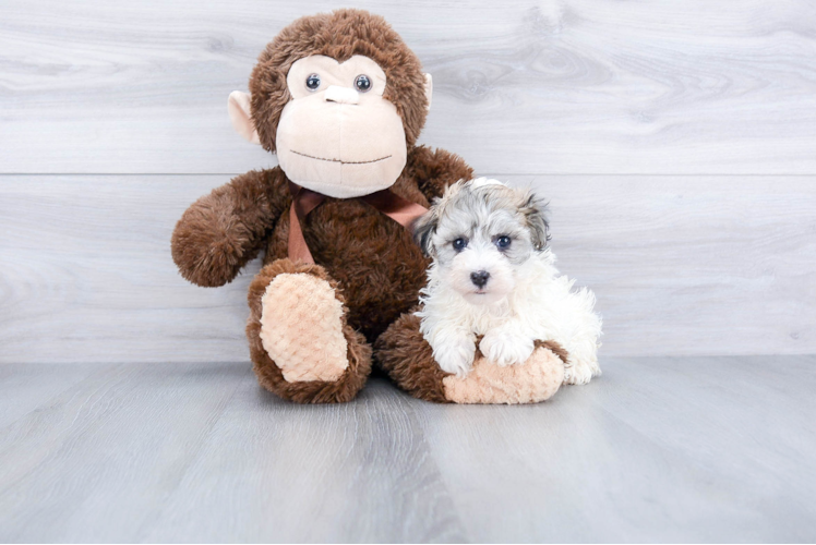 Small Havanese Baby