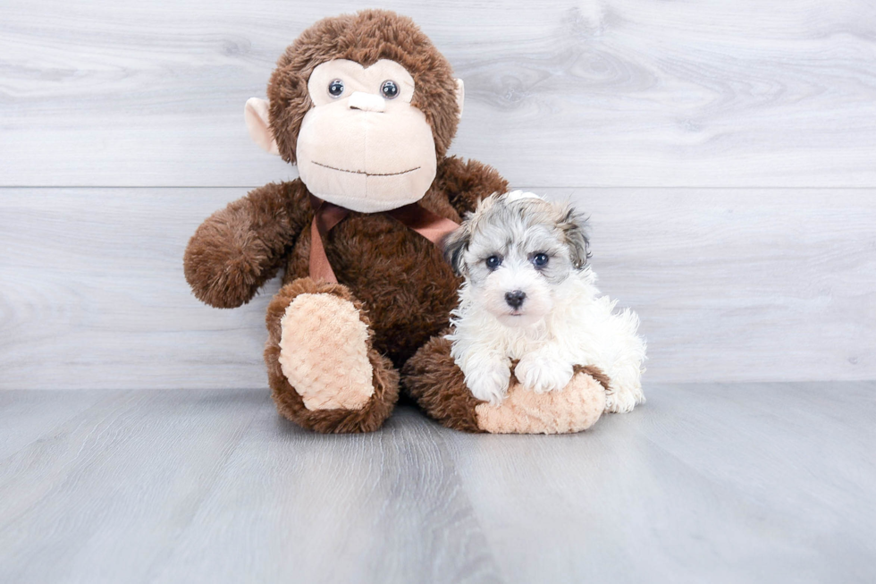 Small Havanese Baby