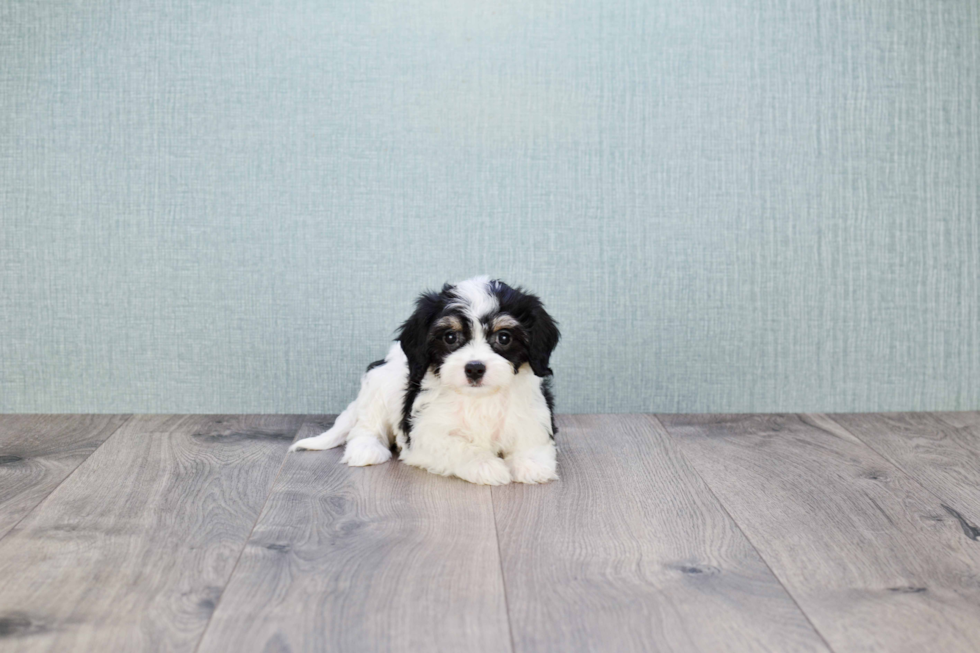 Cavachon Pup Being Cute