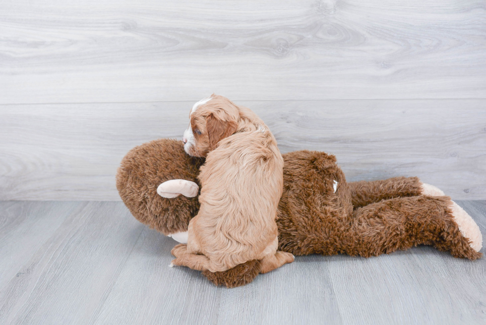 Cavapoo Pup Being Cute