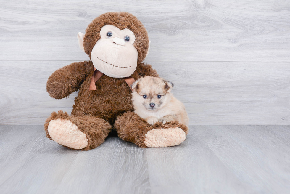 Playful Pomeranian Baby