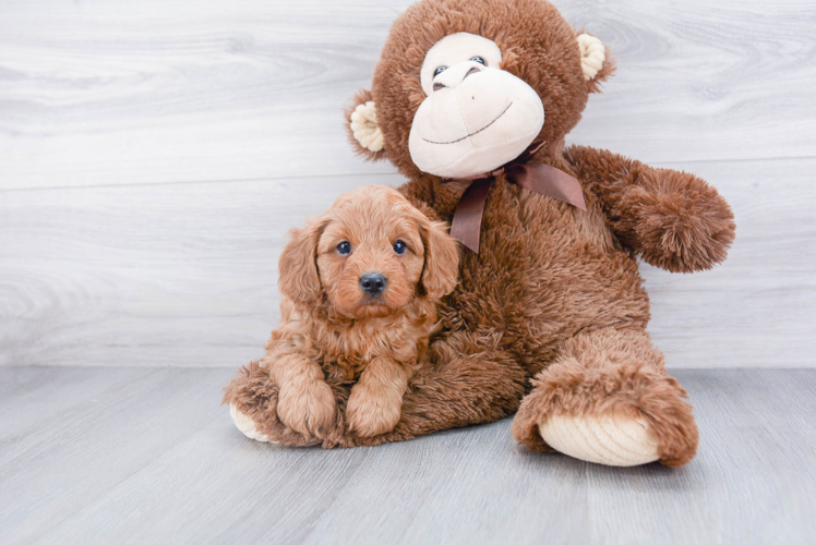 Adorable Cavoodle Poodle Mix Puppy