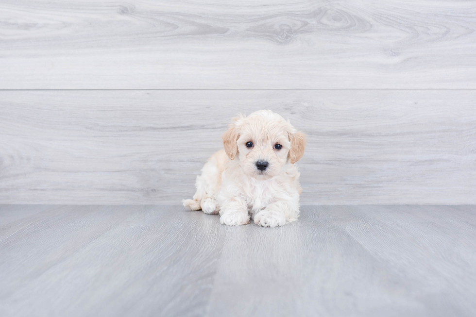 Happy Maltipoo Baby