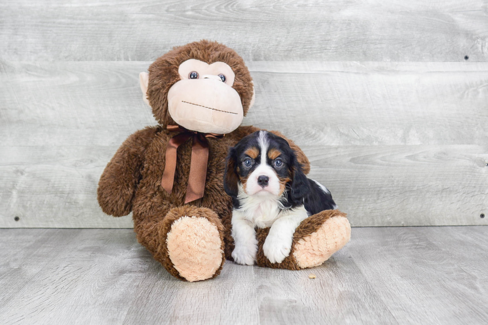 Cavalier King Charles Spaniel Pup Being Cute