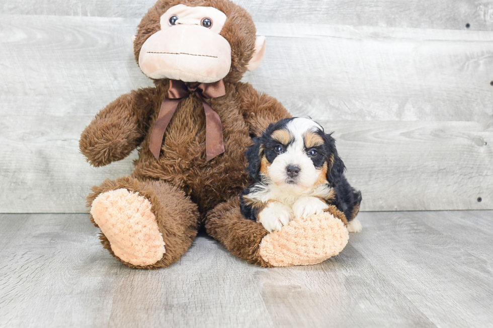 Sweet Mini Bernedoodle Baby