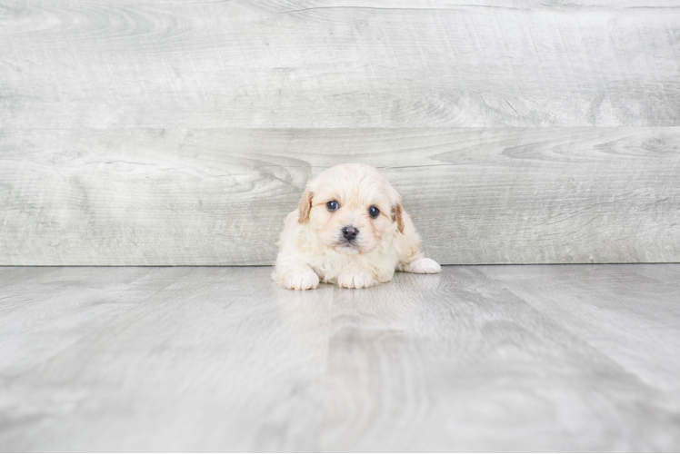 Cavachon Pup Being Cute