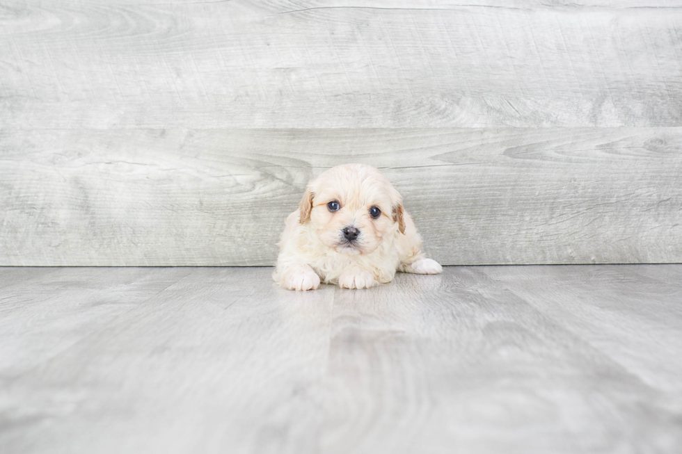 Cavachon Pup Being Cute