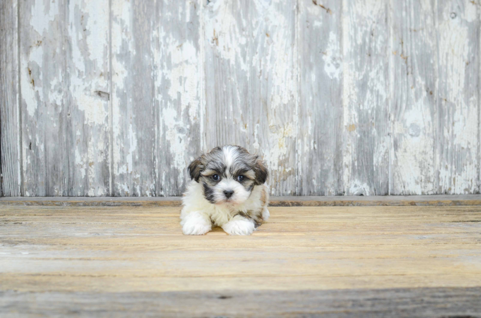 Friendly Teddy Bear Baby