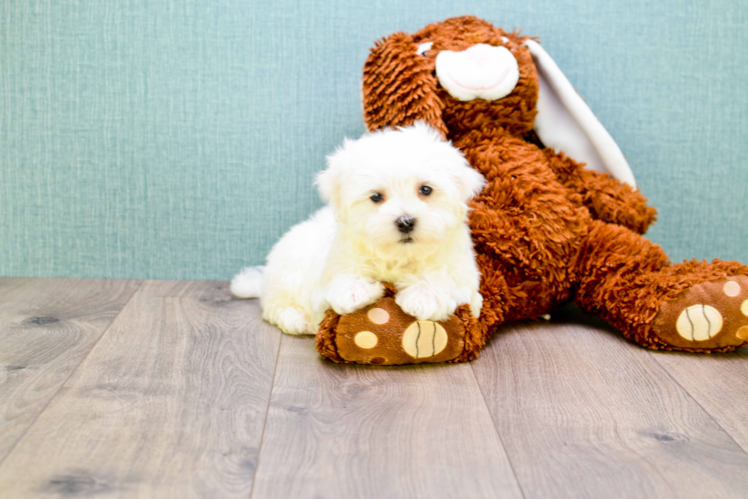 Maltese Puppy for Adoption