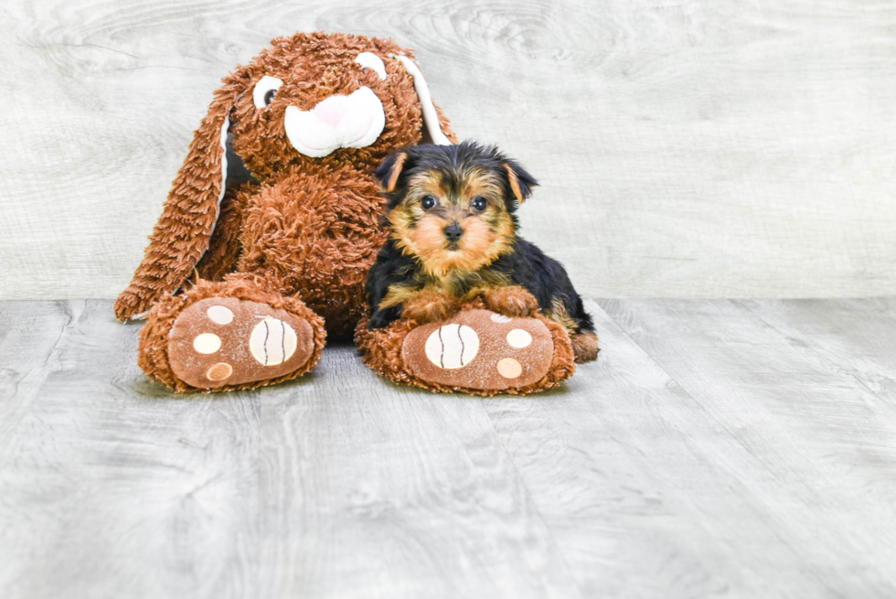 Meet Beckham - our Yorkshire Terrier Puppy Photo 