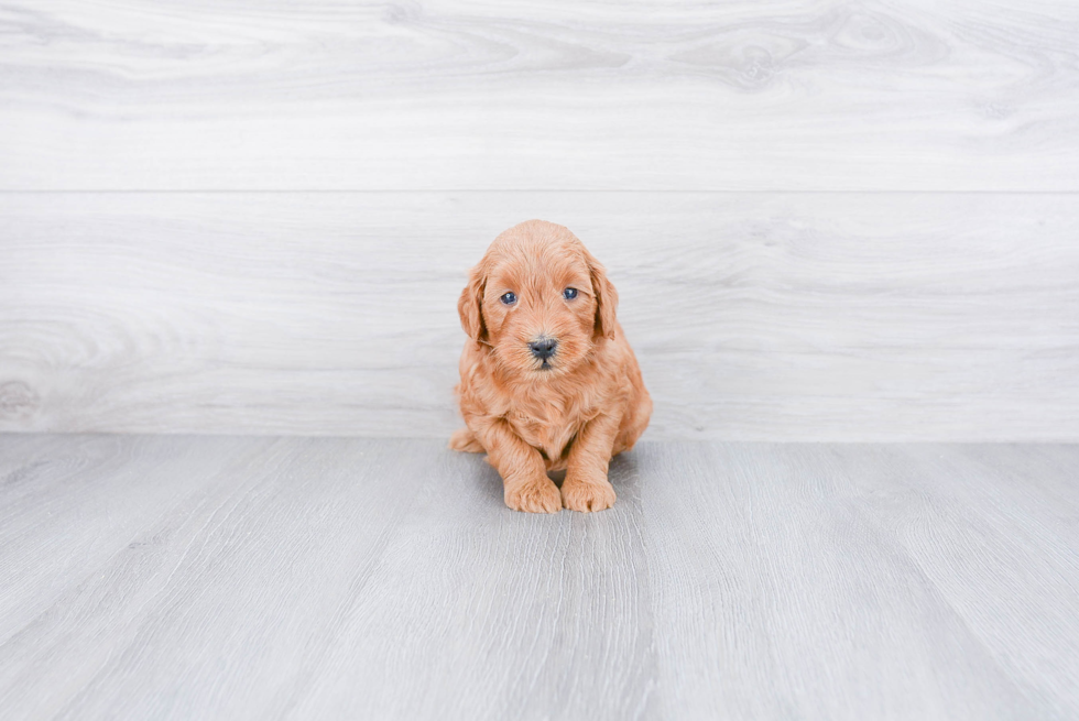 Small Mini Goldendoodle Baby