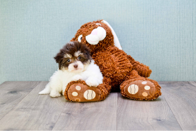 Havanese Puppy for Adoption