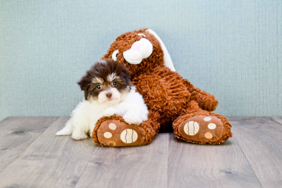 Havanese Puppy for Adoption