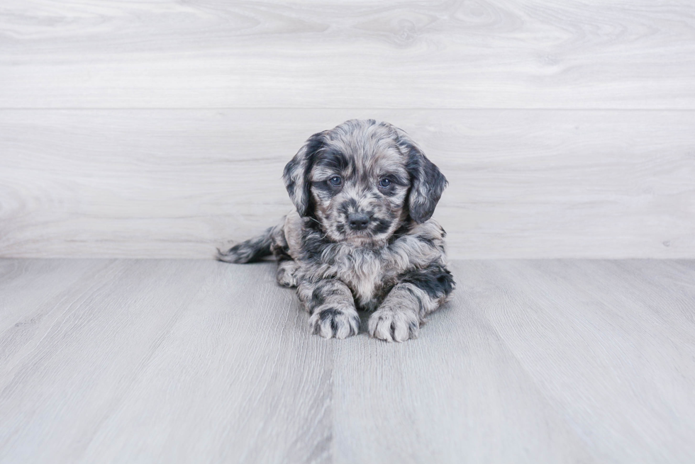 Fluffy Mini Goldendoodle Poodle Mix Pup