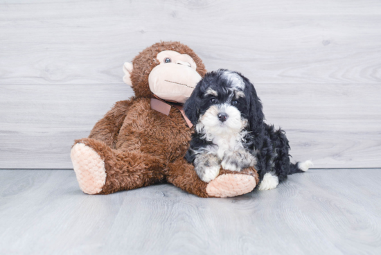 Mini Bernedoodle Pup Being Cute