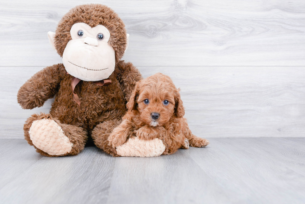 Cockapoo Pup Being Cute