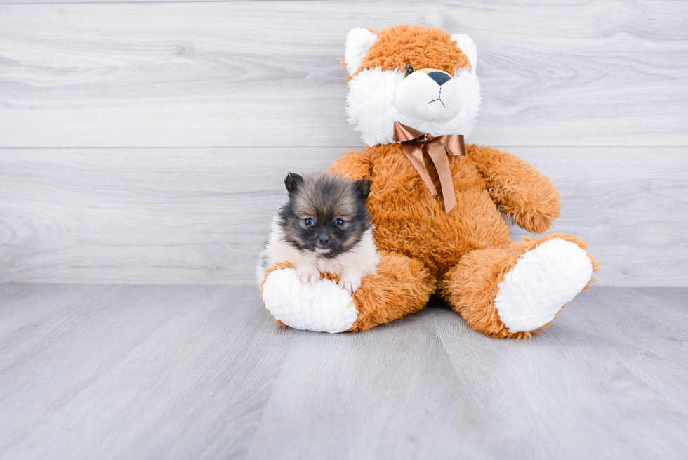 Playful Pomeranian Purebred Pup