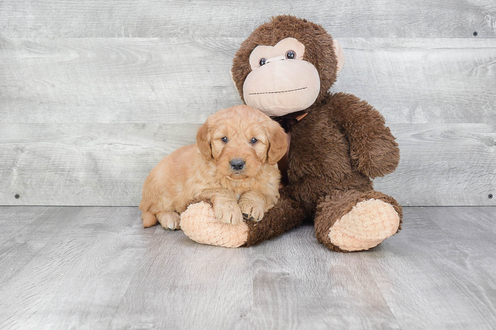 Hypoallergenic Golden Retriever Poodle Mix Puppy