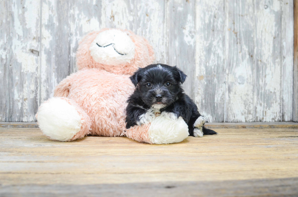 Morkie Pup Being Cute