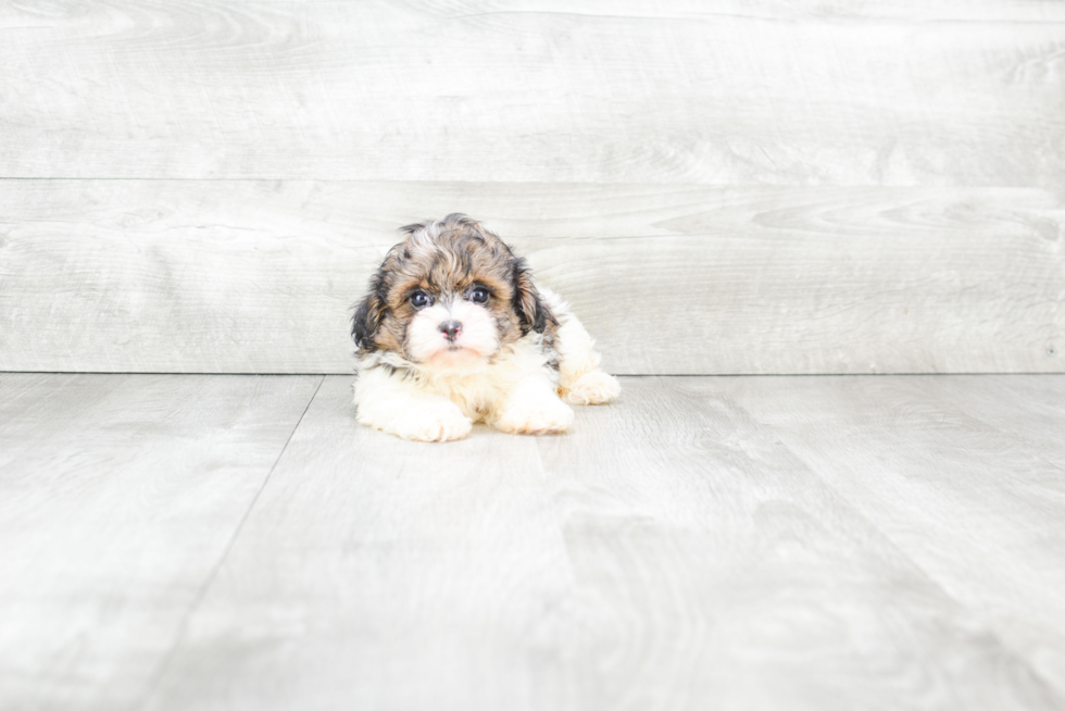 Teddy Bear Pup Being Cute