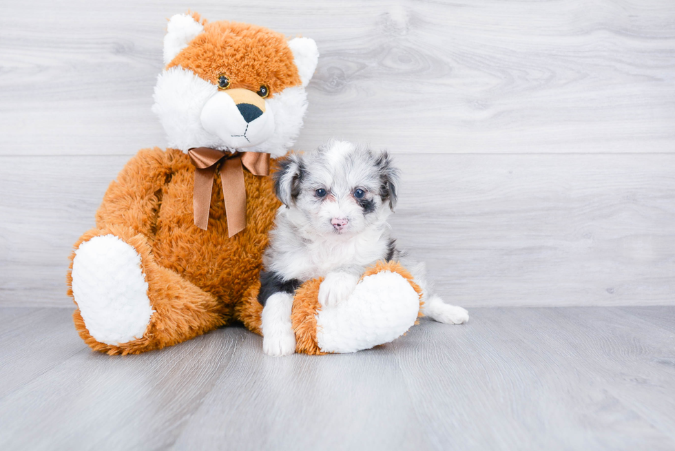 Playful Aussiepoo Poodle Mix Puppy