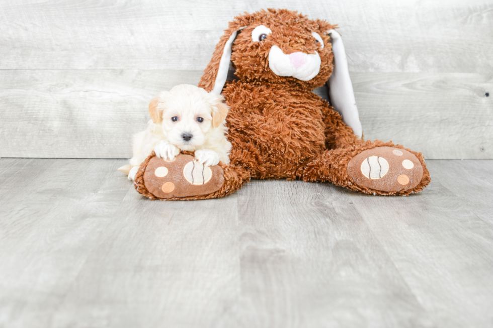 Happy Maltipoo Baby