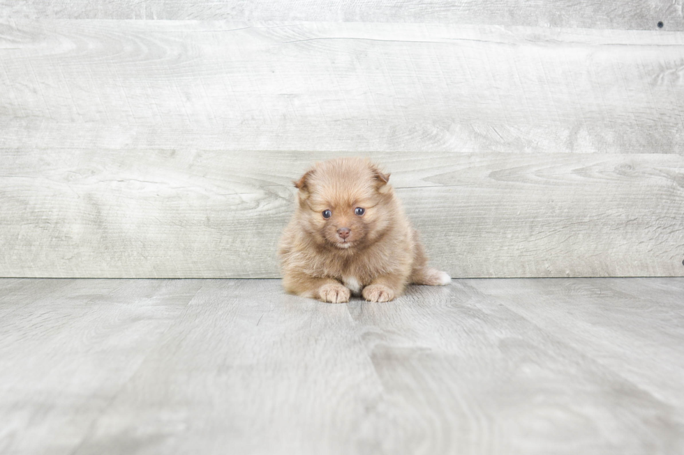 Hypoallergenic Pomeranian Purebred Pup