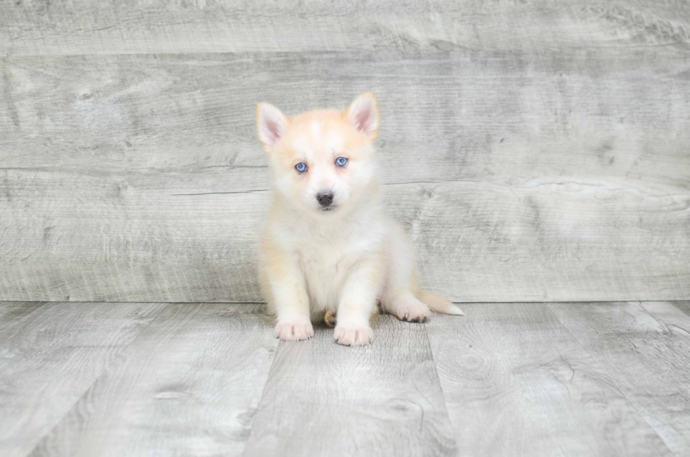 Adorable Mini Husky Designer Puppy