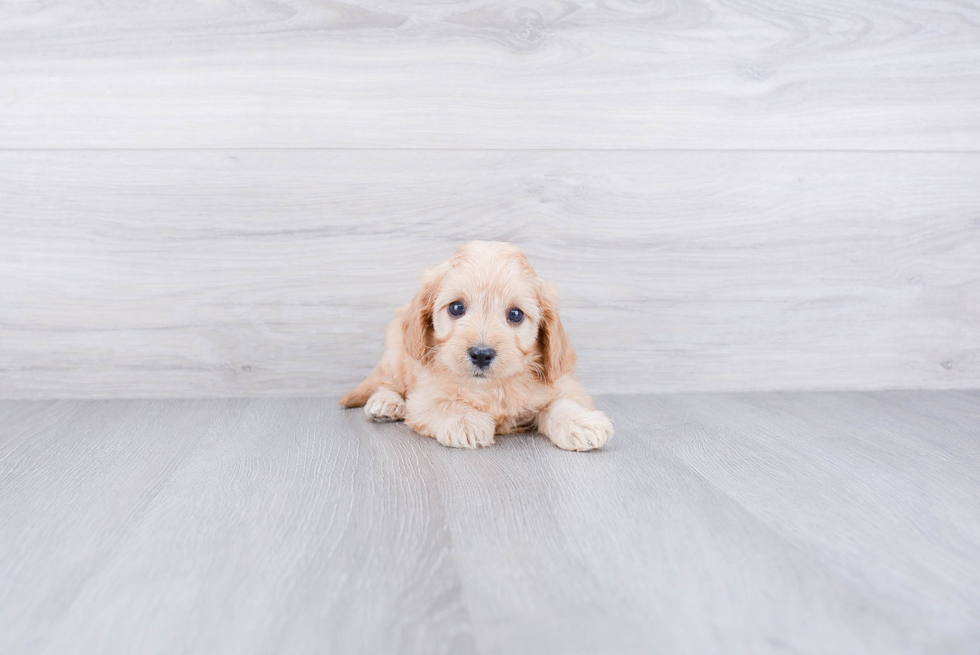 Cavapoo Puppy for Adoption