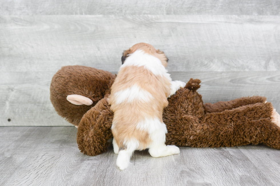 Sweet Teddy Bear Baby