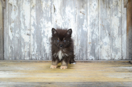 Pomsky Pup Being Cute