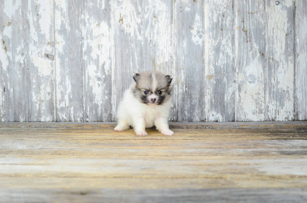 Funny Pomeranian Purebred Pup