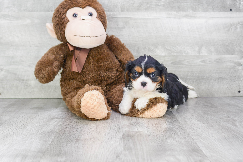 Happy Cavalier King Charles Spaniel Purebred Puppy