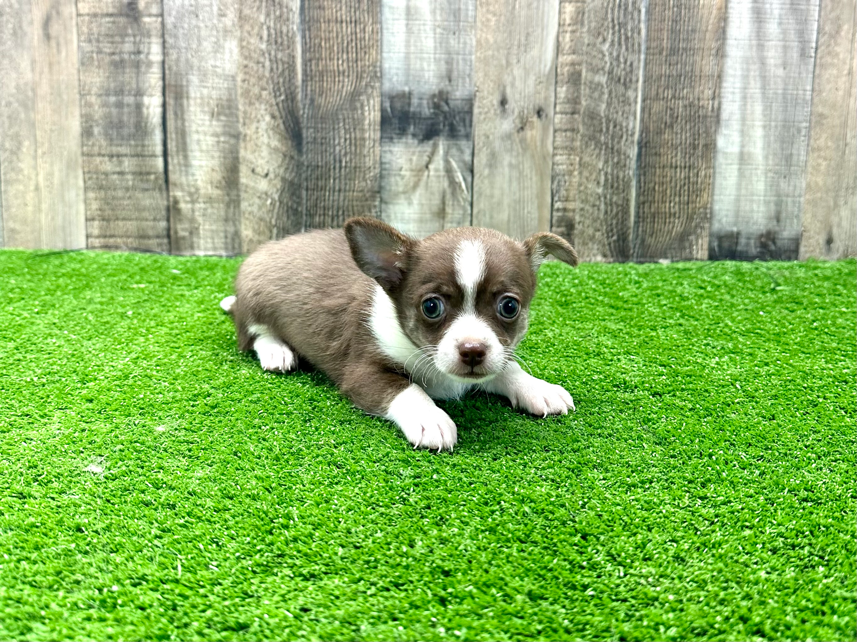 Best Chihuahua Baby