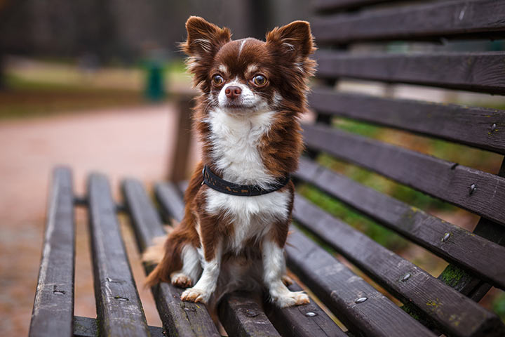 Long hair chihuahua puppies near me best sale